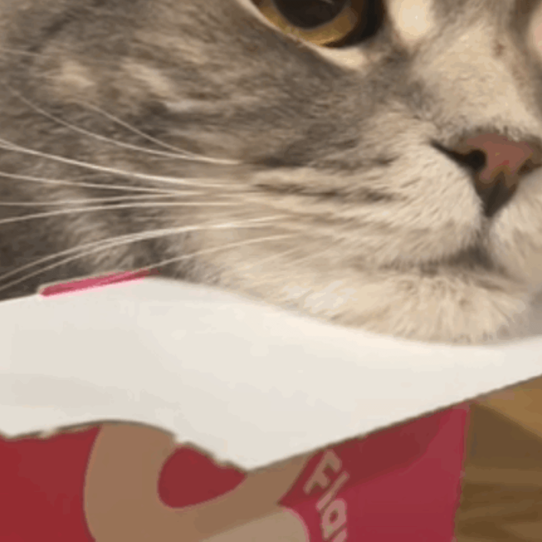 短気で飼い主に噛みつくこともある猫だが…留守番を依頼すると“ギャップすぎる表情”に「仕事辞める」「予定キャンセルする」