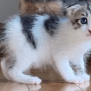 子猫をくわえて空を飛ぶカラスを見つけた女性。急いで保護し、連れ帰った結果→現在の姿に「可愛すぎ」「しょうゆことね」