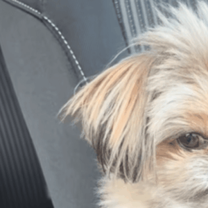 「こりゃ中身人間だwww」愛犬に“ママとパパどっちが好き？”と聞いた結果→わかりやすすぎる反応に「ちゃんと理解してて可愛い笑」