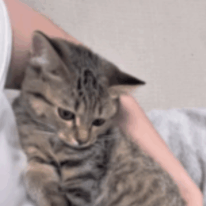 帰宅すると、なぜか悲しげな表情で擦り寄る愛猫。しかし…猫が察していた“飼い主の秘密”に「心がギュッとなった」「大好きなんだね」