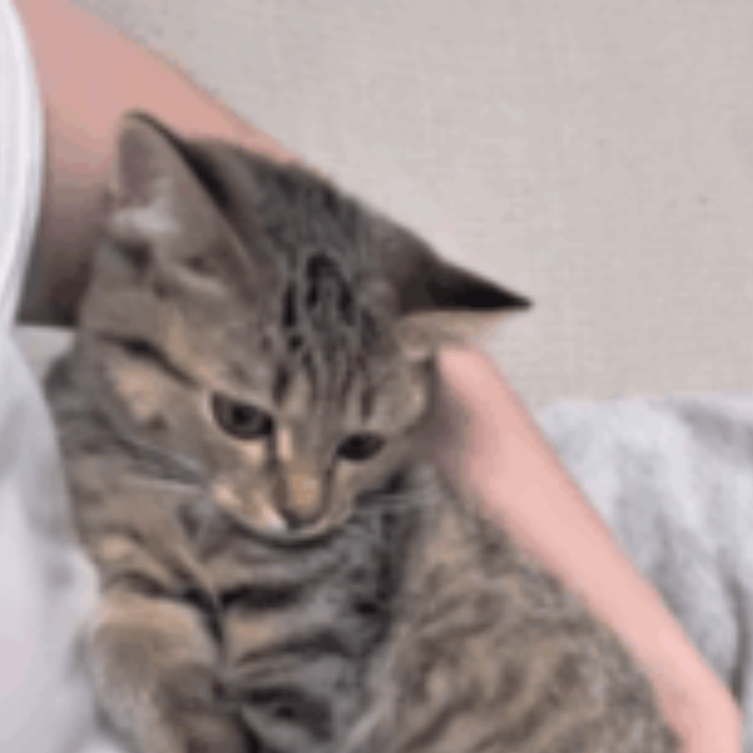 帰宅すると、なぜか悲しげな表情で擦り寄る愛猫。しかし…猫が察していた“飼い主の秘密”に「心がギュッとなった」「大好きなんだね」