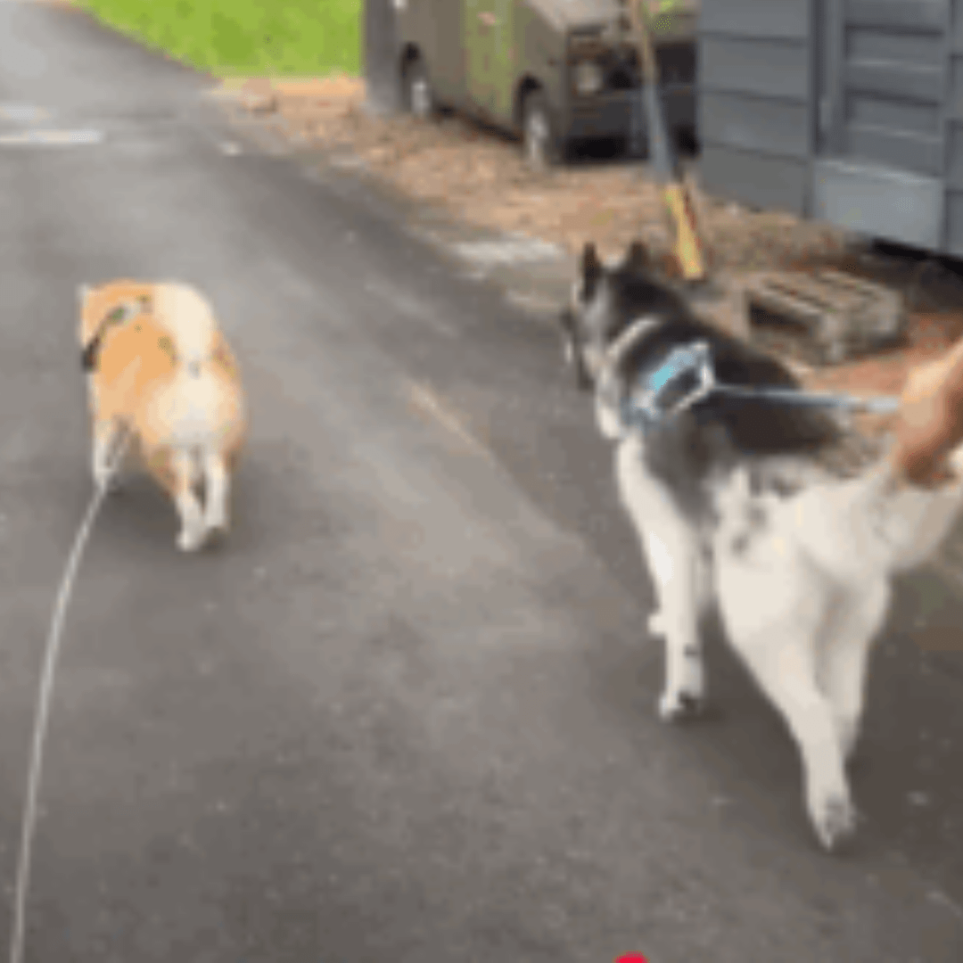 柴犬とハスキーを連れて散歩するパパだが…思わず2度見する“最終形態”に「衝撃」「パパの修行ww」「転生するならこの家がいい」