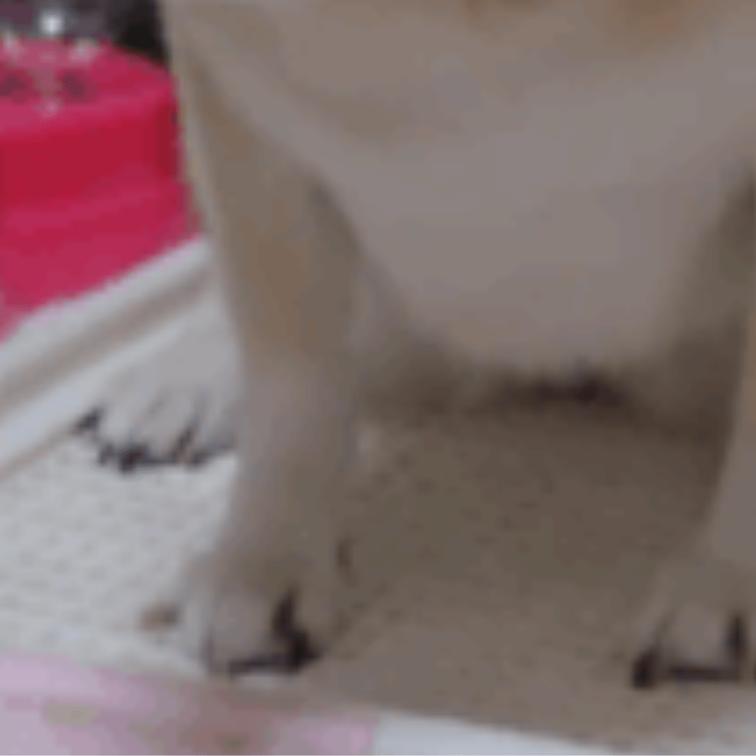 大好きな人と3週間ぶりに再会する犬。喜びを“全身表現”した結果「第2形態w」「N700系？」「犬でなくなってる」