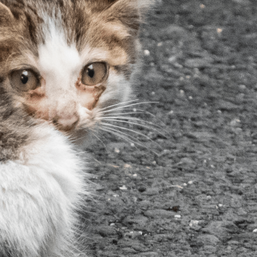 野良猫が産んだ子猫を保護して1年。眠っている愛猫が抱えていた“モノ”に「胸がいっぱい」「愛おしすぎました」