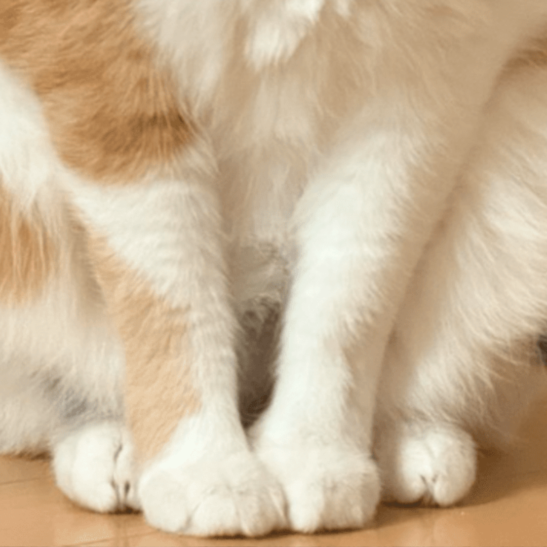 猛暑の中過ごす野良猫を保護した女性。しかし「猫ってこんな感じ？」投稿された画像が322万表示