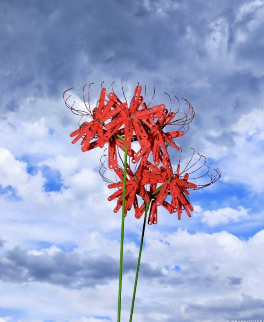 天空に咲く彼岸花
（@okaphotoartさんより提供）