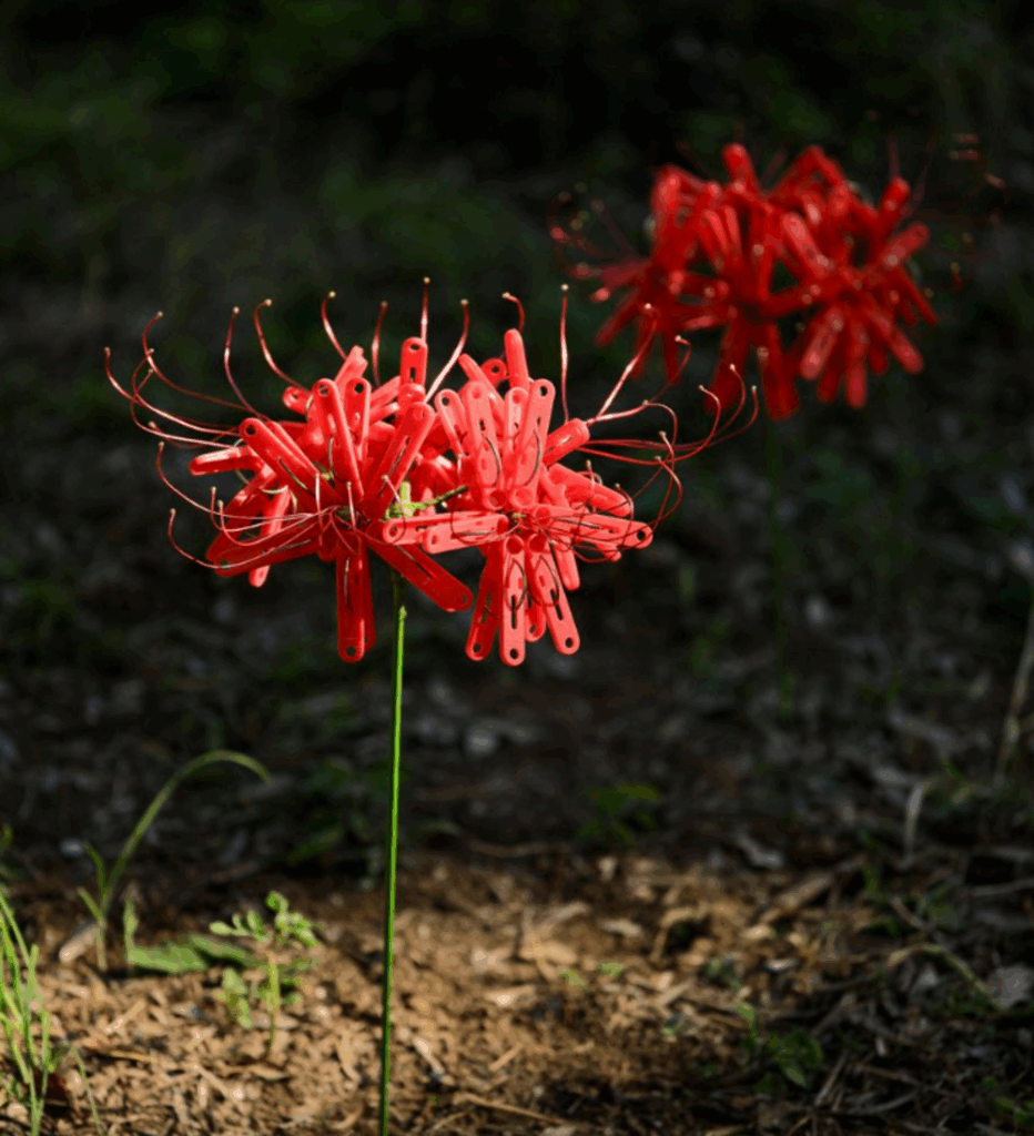 【実際の写真5枚】　彼岸花をよく見ると