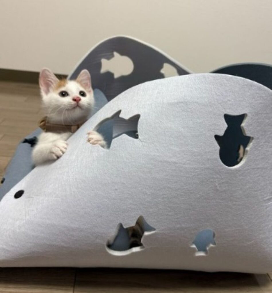 遊ぶことが大好き（＠OKOME_OHAGIさんより提供）