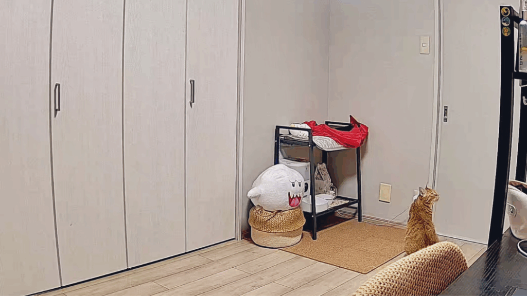 帰りを待つネコちゃん（@ikng_0さんより提供）