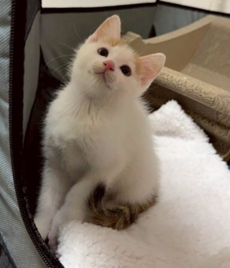 お迎えした日のおこわちゃん（＠OKOME_OHAGIさんより提供）