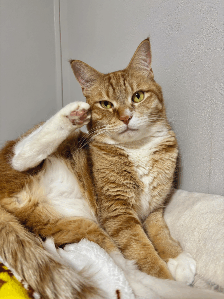 【写真】　違和感の原因