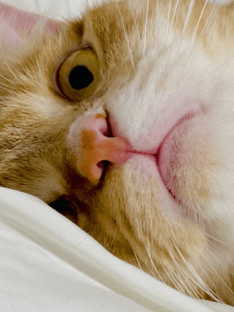 日常のネコちゃん②（@ikng_0さんより提供）