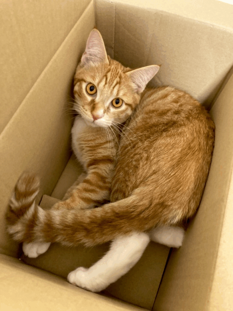 日常のネコちゃん③（@ikng_0さんより提供）