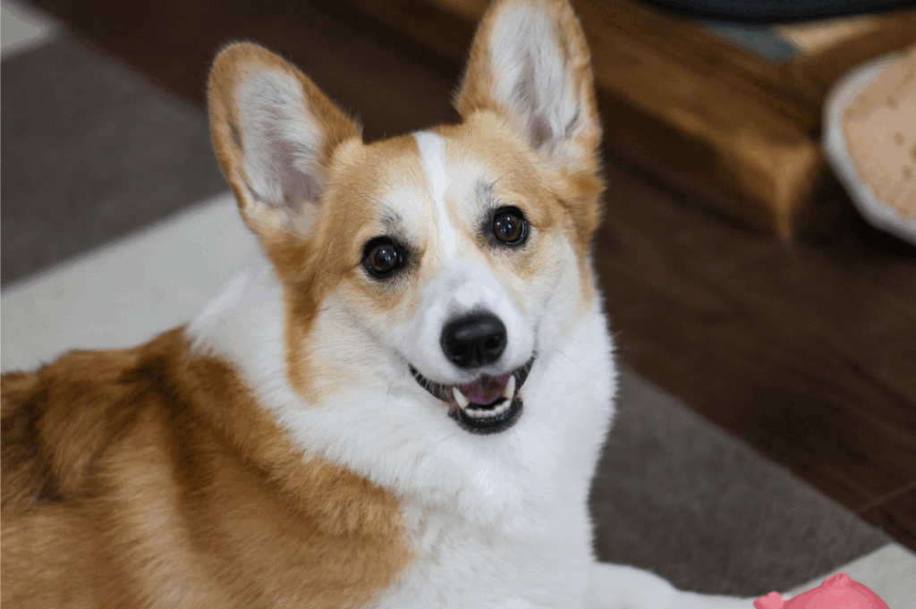 【実際の写真】絶妙な表情の1枚