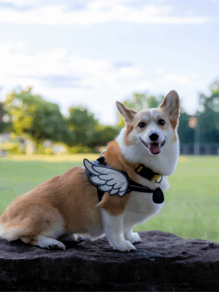 日常の神楽ちゃん②（@Kus1oKg2vsgdWS2さんより提供）