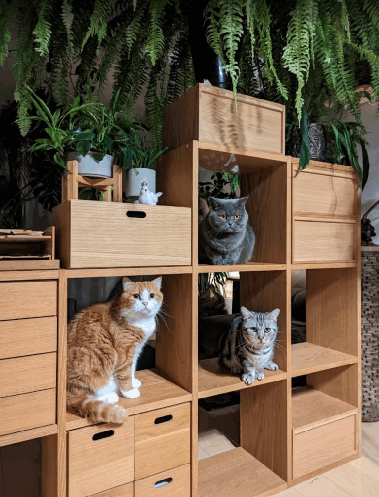 本棚の3匹（@ayamame_plantsさんより提供）