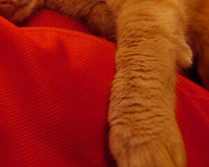 ある朝、ふと目が覚めると…思わずびっくりした猫ちゃんの行動に「猫パンチかと思いきや」「可愛い」