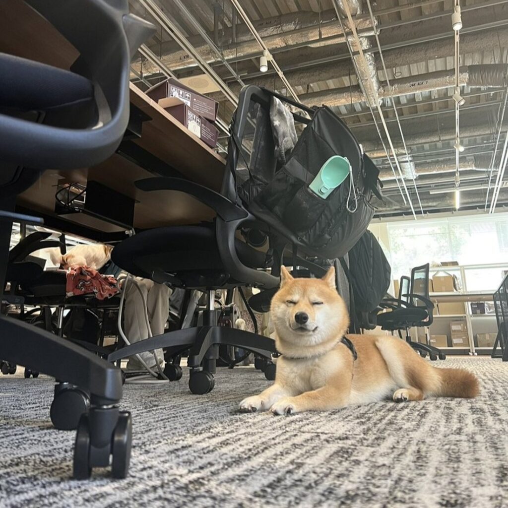 なんと、そこはオフェスの中！（@CoCoGourmet_dogさんより提供）