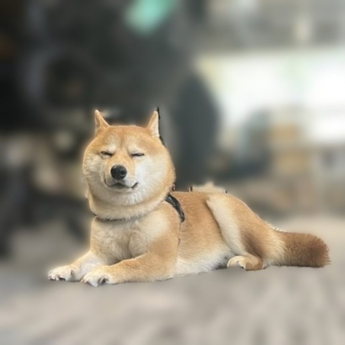 目を瞑っている1匹の柴犬に違和感。　よく見た結果…その”違和感の正体”に、11.9万表示「羨ましい」「幸せそうなお顔」「ストレスを吸収してくれ」