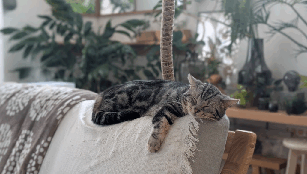 背もたれで寛ぐ（@ayamame_plantsさんより提供）