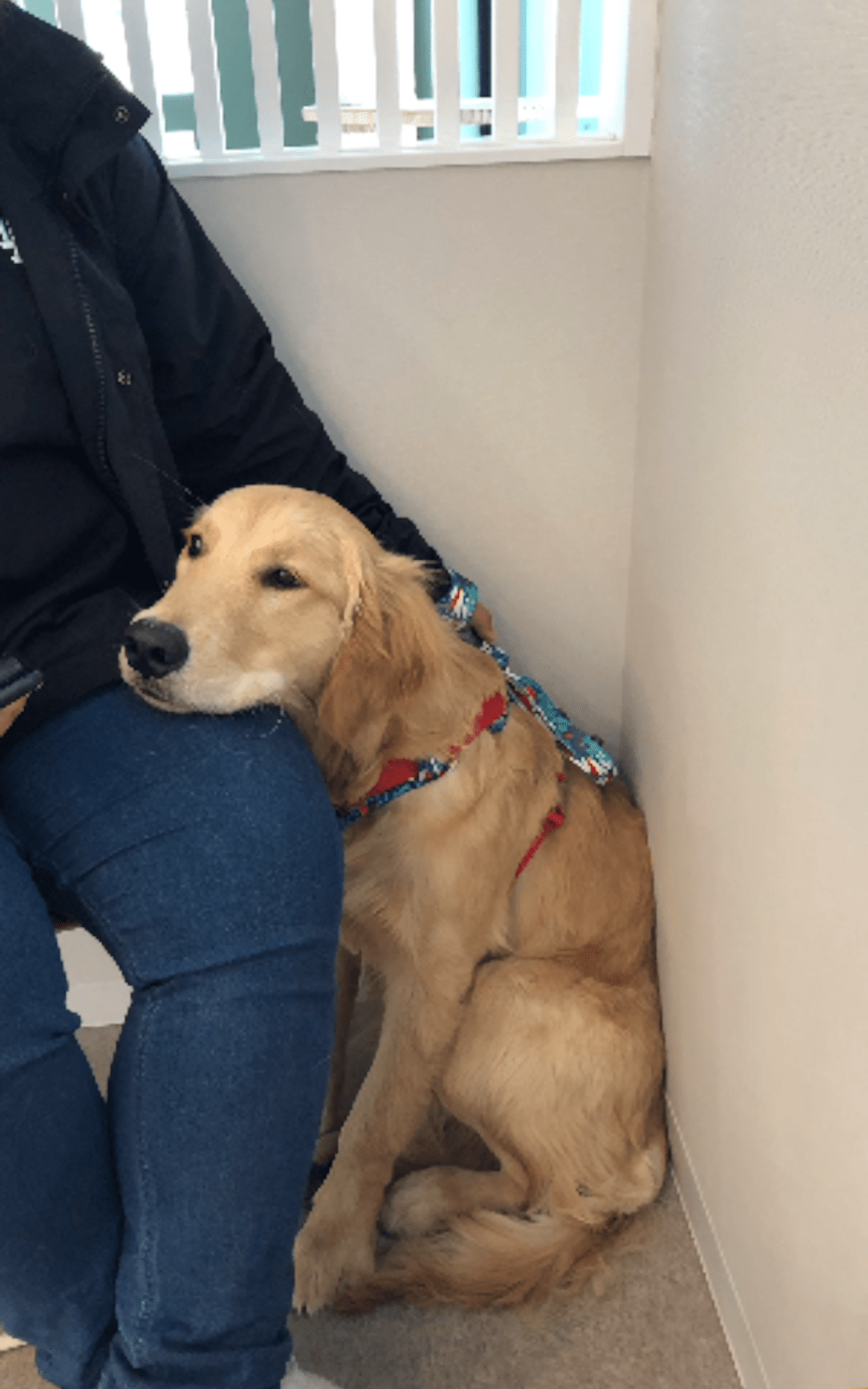 愛犬の体に見つけた謎の腫瘍…。すぐ動物病院に駆け込むと、まさかの診断結果に「ドキドキした」「まさかで吹き出しました」