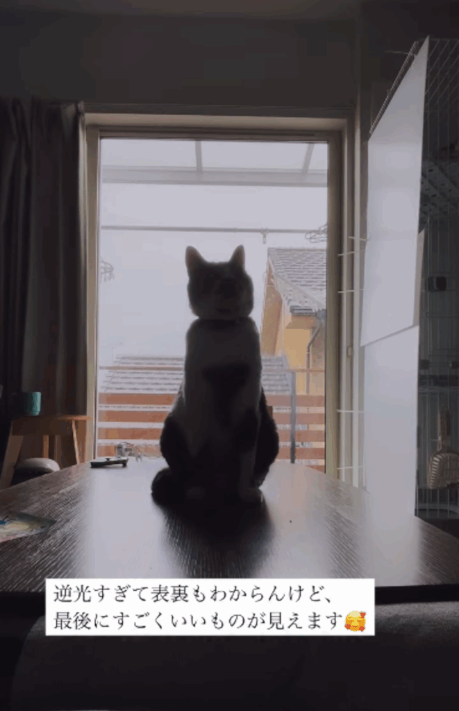 こたつの上にちょこんと座るコトラくん（＠kei_cube.224さんより提供）