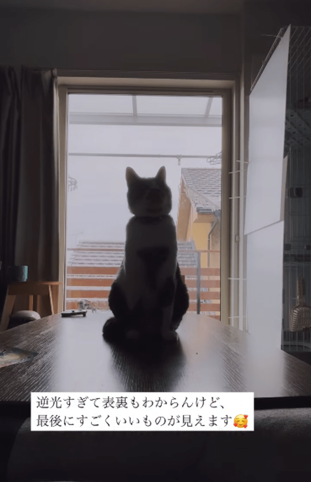 ちょこんと座っている猫に違和感。　飼い主がよ～～く見てみると…”まさかの事実”に「想像以上に可愛い顔だった」「眼福」「声出して笑った」