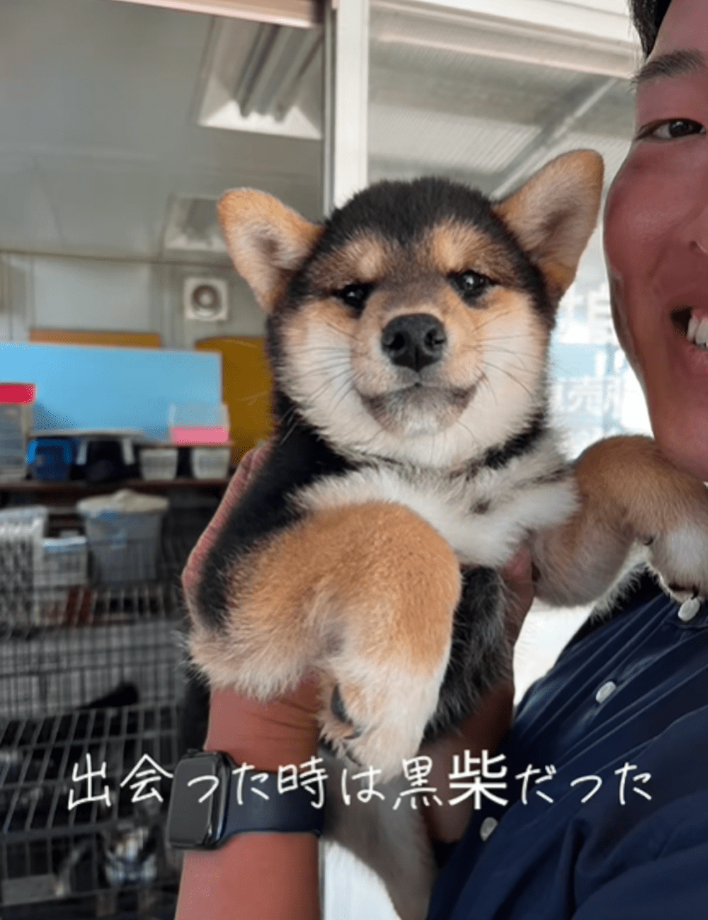 出会った時は黒柴だったペット　→しかし、1年半後の姿に「激レア」「ハーフじゃない？」「初めて知りました」