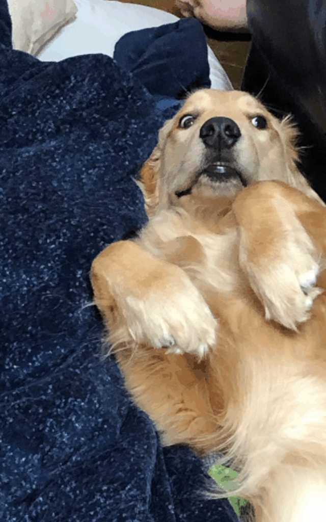 【実際の写真】愛犬の様子