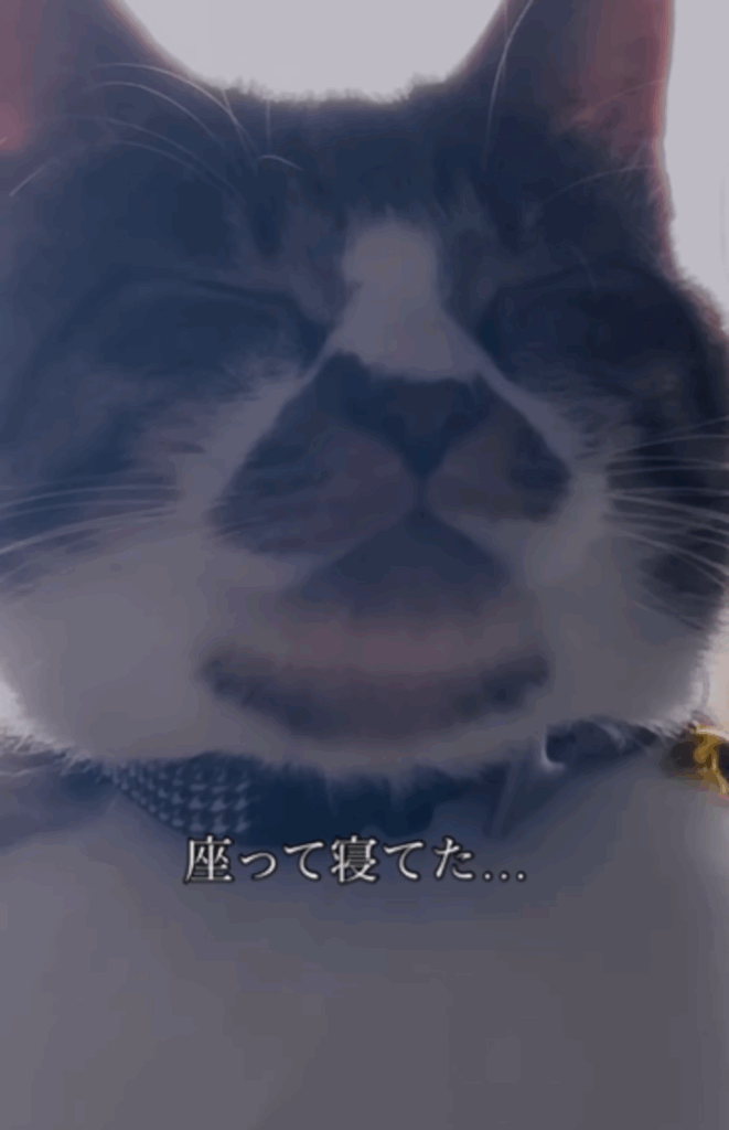 近づいて見ると寝ていたコトラくん（＠kei_cube.224さんより提供）