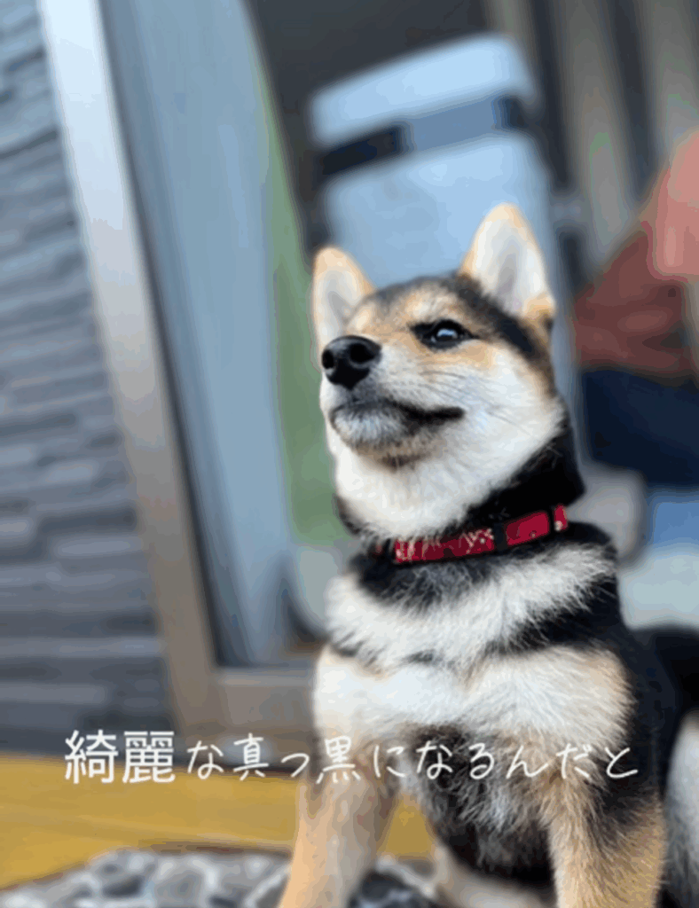 黒柴のこはるちゃん③（＠koharutochachamaruさんより提供）