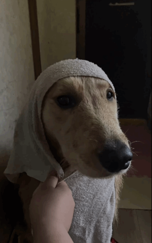 レオンくんの写真③（＠reon20240518さんより提供）