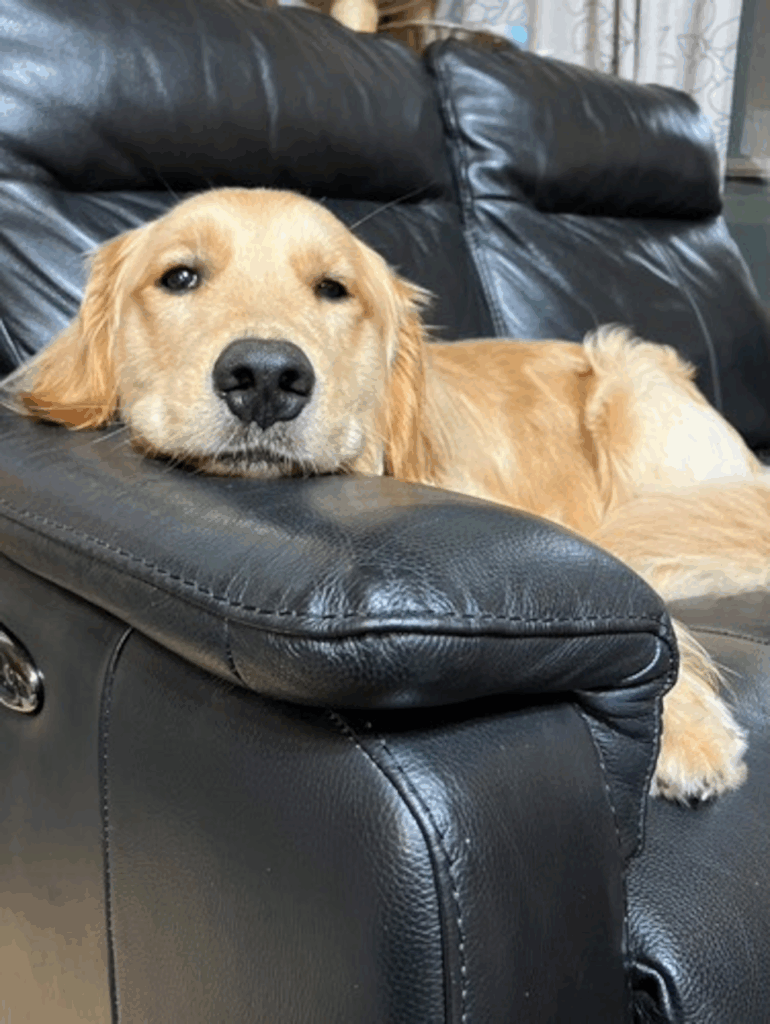 レオンくんの写真④（＠reon20240518さんより提供）