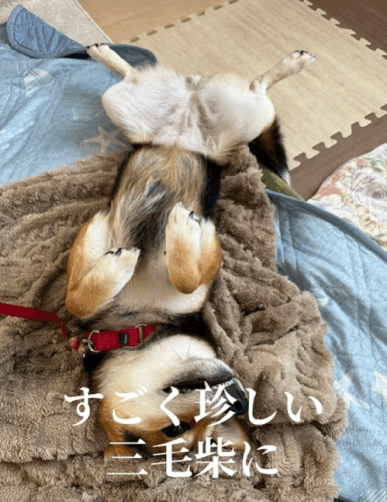 三毛柴（？）のこはるちゃん①（＠koharutochachamaruさんより提供）