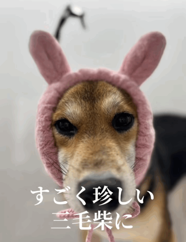 三毛柴（？）のこはるちゃん②（＠koharutochachamaruさんより提供）