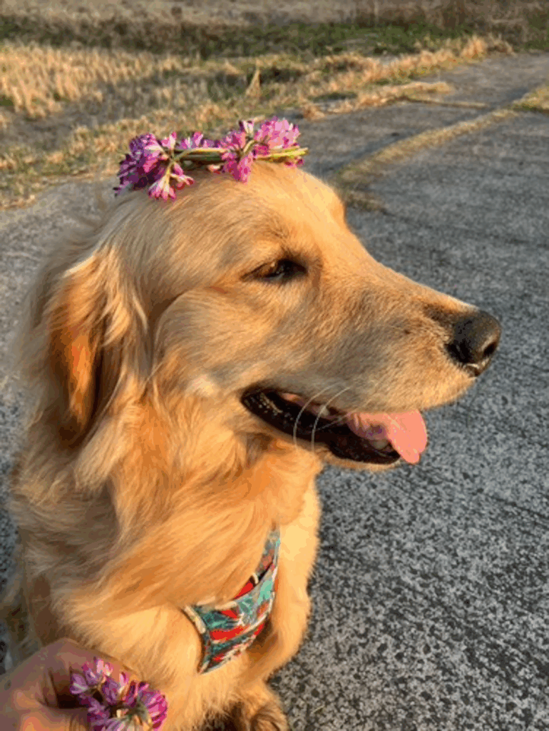 レオンくんの写真⑥（＠reon20240518さんより提供）