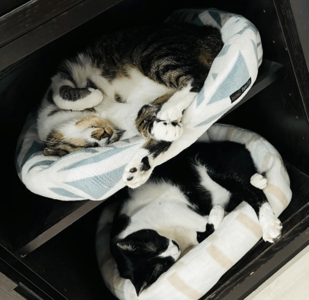 その他のコトラくんの写真②（＠kei_cube.224さんより提供）