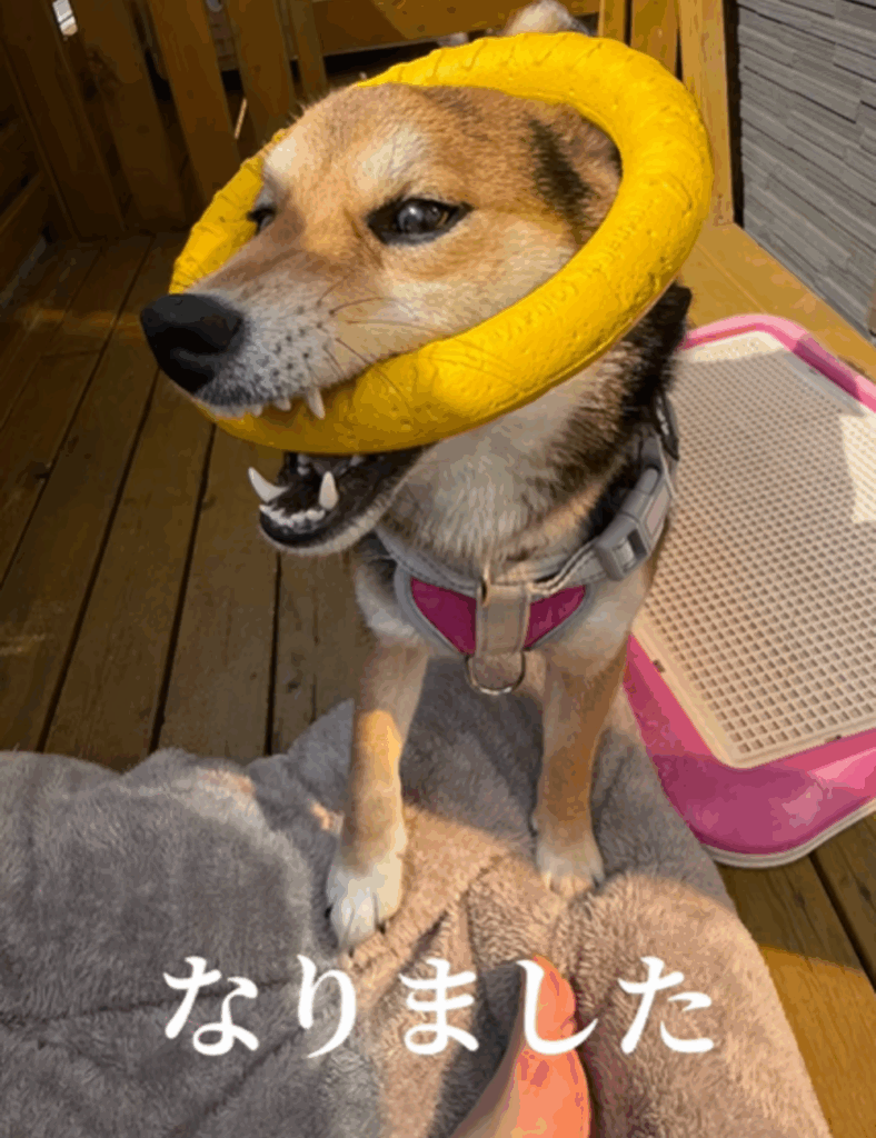 三毛柴（？）のこはるちゃん③（＠koharutochachamaruさんより提供）