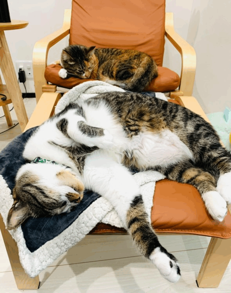 その他のコトラくんの写真③（＠kei_cube.224さんより提供）