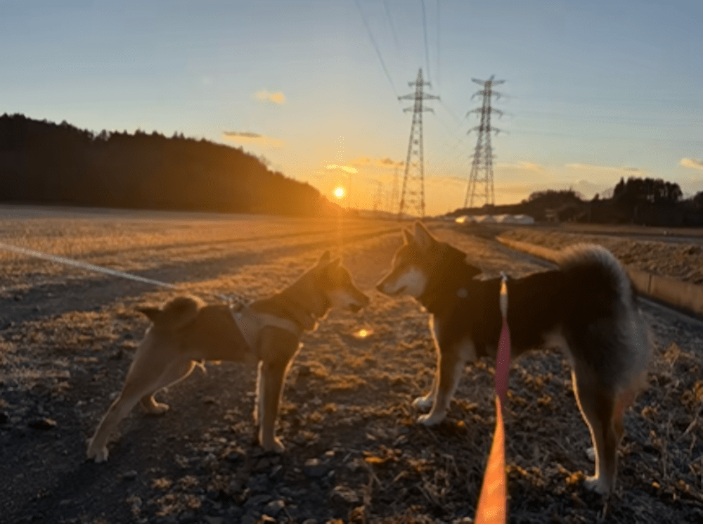 こはるちゃんと茶々丸くん（＠koharutochachamaruさんより提供）