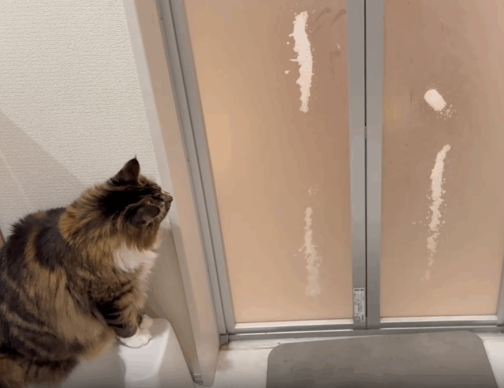 お風呂場を見つめるグレンくん①（@fuuboo30さんより提供）