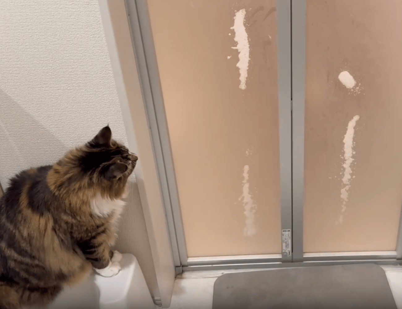 お風呂場の前で何かを待つ猫。次の瞬間、大喜びで飛びついたモノに…「飽きないんだ」「かっわいい」「楽し～」