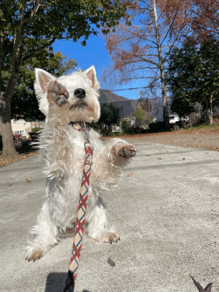 ベグ練習中のタオくん（@tao_westieさんより提供）