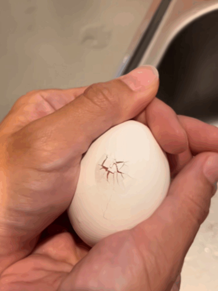 卵が勝手にひび割れはじめた（@katsuobushi__0071さんより提供）