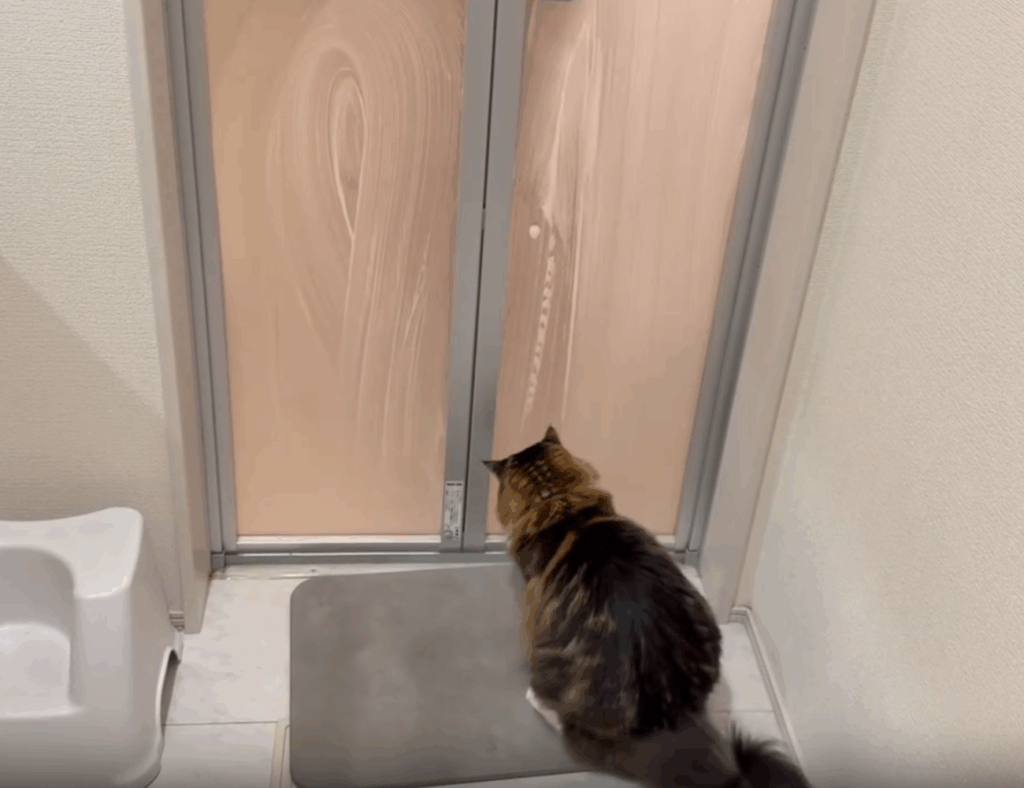 【実際の写真】猫が待っていたモノ