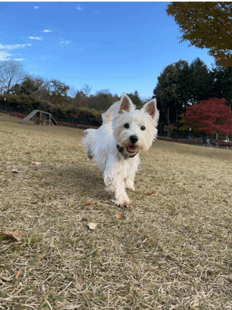 ドッグランで走っているタオくん（@tao_westieさんより提供）