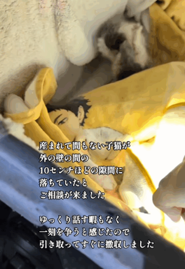 【実際の写真】成長した子猫の姿