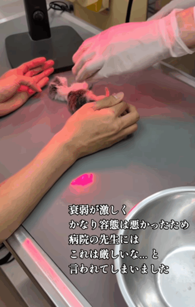 獣医さんから厳しいと言われ…（＠sa_chi_tanさんより提供）