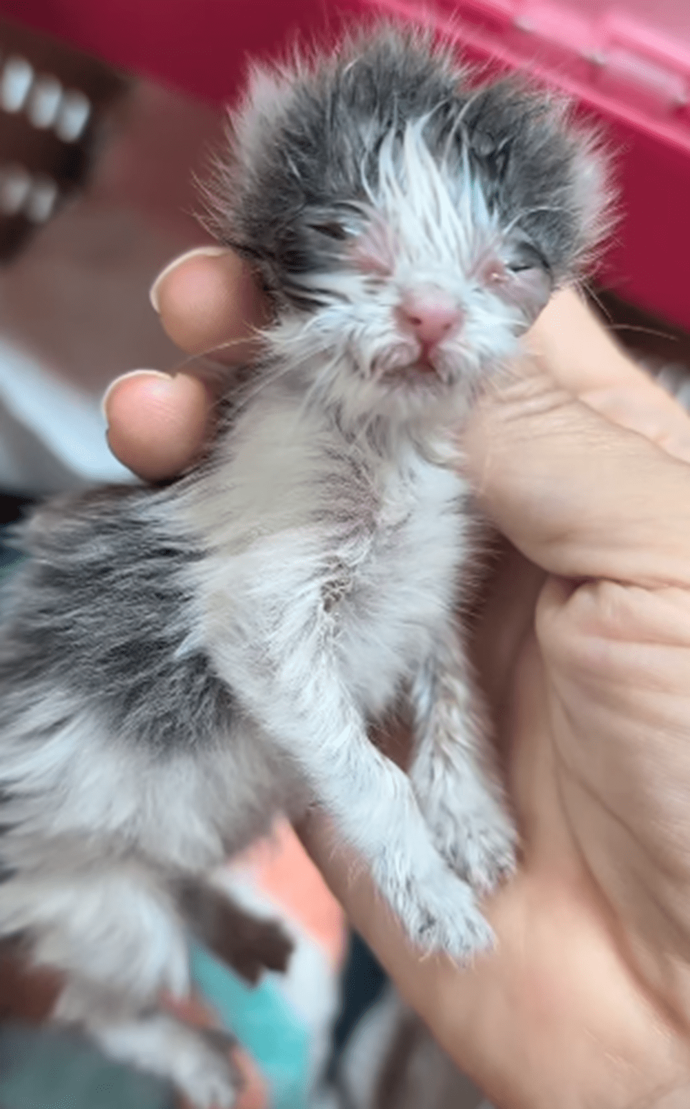 衰弱し細菌感染までしていた体重60gの子猫　→現在の姿に「生きるんだぞ」「涙を我慢出来ませんでした」「命ってすごい」