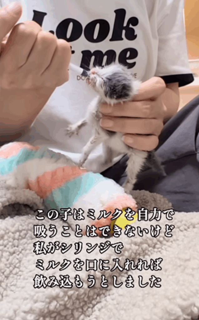 最初はシリンジでミルクを（＠sa_chi_tanさんより提供）